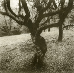 Dancing Manzanita